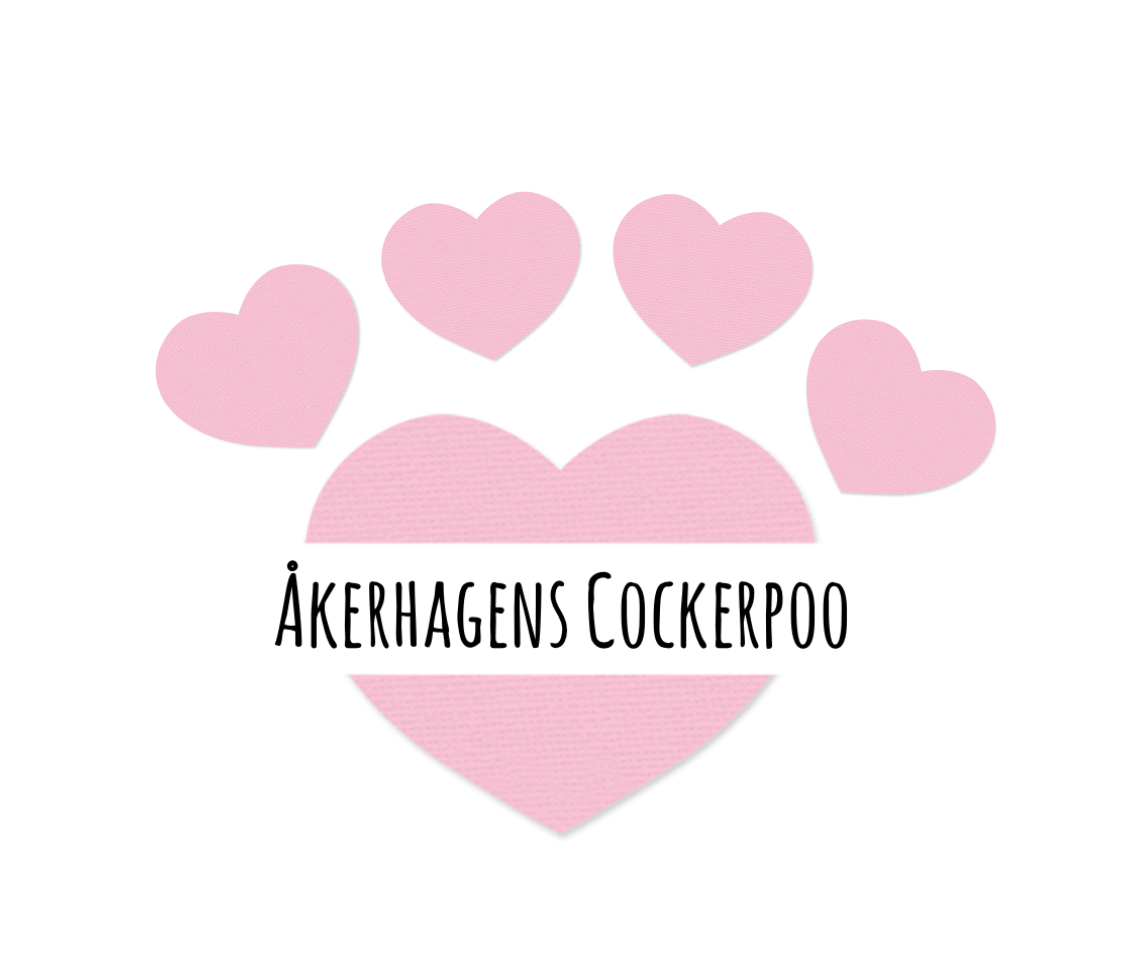 Åkerhagens Cockerpoo